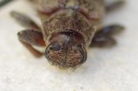 Exocentrus adspersus