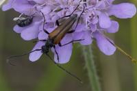 Stenurella bifasciata/melanura