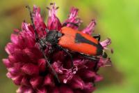 Stictoleptura cordigera