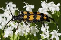 Leptura quadrifasciata