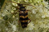 Leptura aurulenta