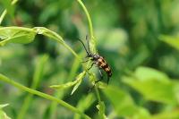 Leptura quadrifasciata