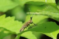 Agapanthia villosoviridescens