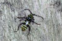 Plagionotus detritus