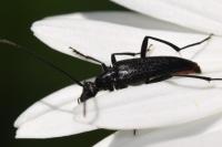 Rutpela nigra