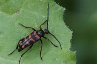 Leptura aurulenta
