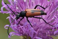 Stictoleptura cordigera