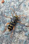 Plagionotus arcuatus