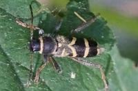 Clytus arietis