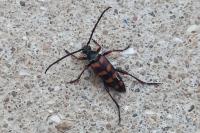 Leptura aurulenta