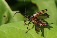 Leptura aurulenta