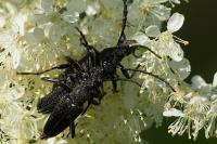 Stictoleptura scutellata