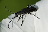 Stictoleptura scutellata