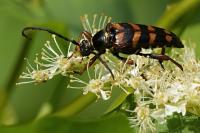 Leptura aurulenta