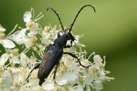 Stictoleptura scutellata