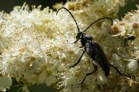 Stictoleptura scutellata