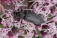 Stictoleptura scutellata