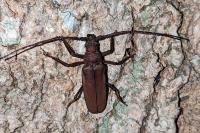 Aegosoma scabricorne