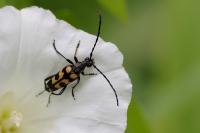 Leptura quadrifasciata