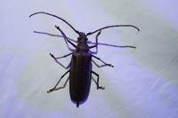 Aegosoma scabricorne