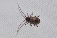 Exocentrus adspersus