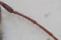 Exocentrus adspersus