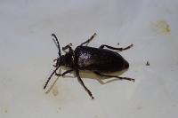 Prionus coriarius