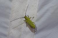 Saperda perforata