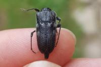 Hylotrupes bajulus