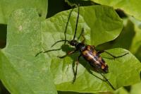 Leptura aurulenta
