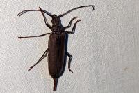 Aegosoma scabricorne