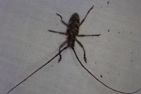 Monochamus galloprovincialis