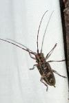 Monochamus galloprovincialis