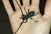 Morimus asper