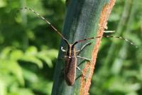 Agapanthia asphodeli