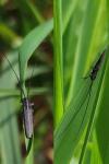 Calamobius filum