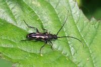 Anoplodera sexguttata