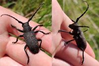 Lamia textor