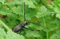 Morimus asper