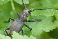 Morimus asper