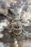 Rhagium inquisitor
