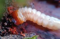 Rhagium inquisitor
