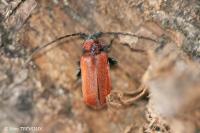 Pyrrhidium sanguineum