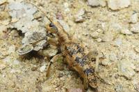 Rhagium sycophanta