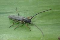 Phytoecia cylindrica