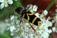 Clytus arietis