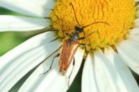 Pseudovadonia livida