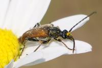 Pseudovadonia livida
