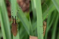 Agapanthia asphodeli