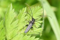 Phytoecia cylindrica